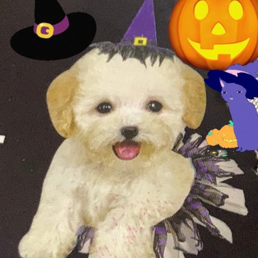 Instant Pet Witch Costume Dog